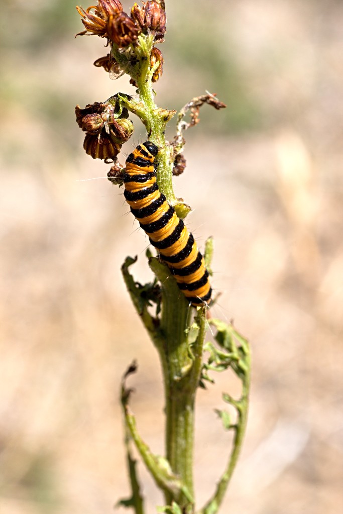 Tyria jacobaeae Zebrarups vlinder vlinders nederland insect insecten lepidoptera rups dagvlinder nachtvlinder mot motten pop larve